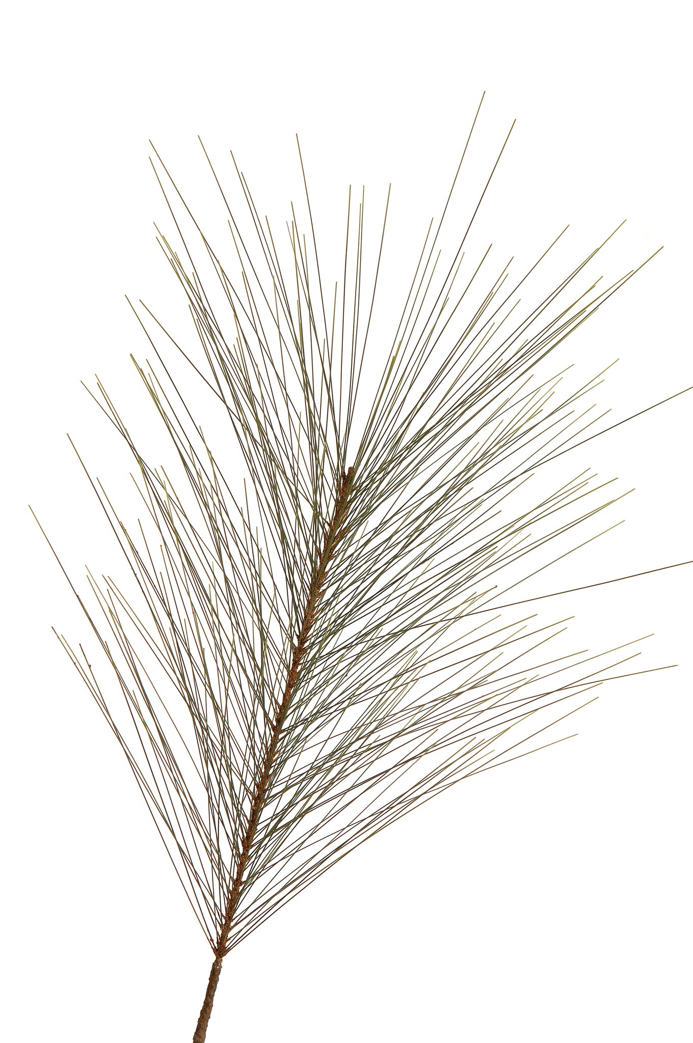 ADV - LONG LEAF PINE STRAY