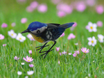 Load image into Gallery viewer, Marissa&#39;s Gifts - Handmade set of four powder coated metal birds
